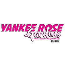 yankee-rose